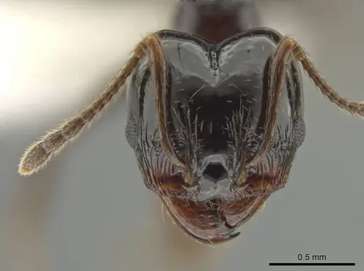 Pheidole tschinkeli - CASENT0610639