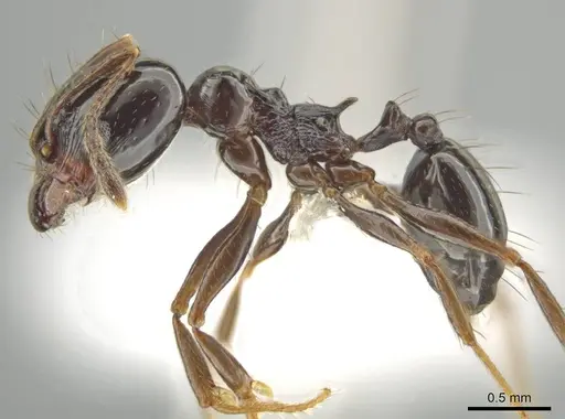 Pheidole tschinkeli - CASENT0610639