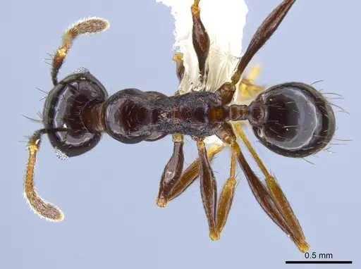 Pheidole tschinkeli - CASENT0629343