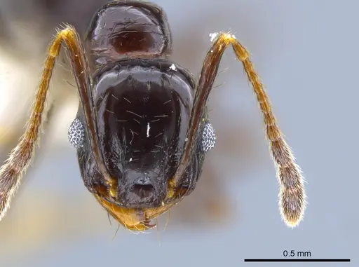 Pheidole tschinkeli - CASENT0629343