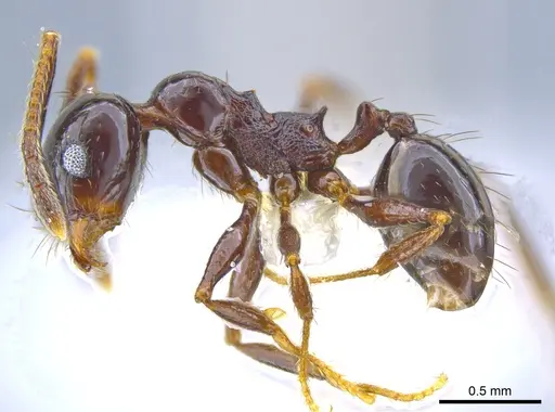 Pheidole tschinkeli - CASENT0629343