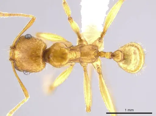 Pheidole tsontekonwei specimen