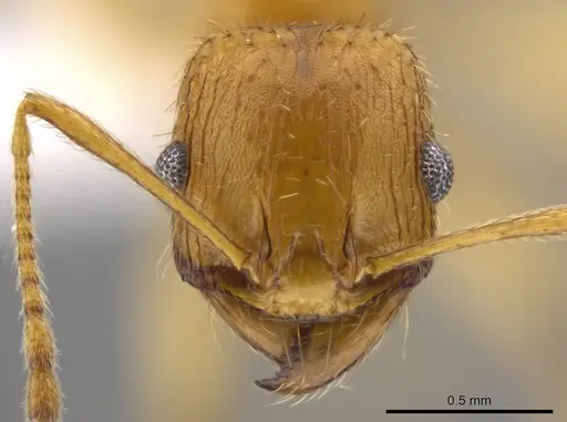 Pheidole tsontekonwei specimen