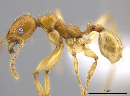Pheidole tsontekonwei specimen