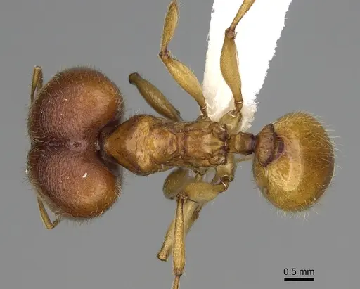 Pheidole tsontekonwei - CASENT0624323