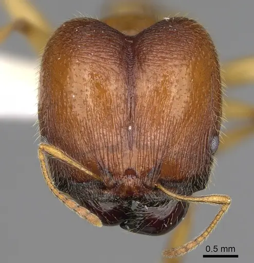 Pheidole tsontekonwei - CASENT0624323