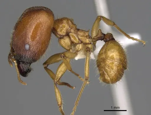 Pheidole tsontekonwei - CASENT0624323