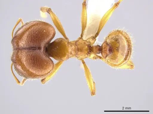 Pheidole tsontekonwei - CASENT0624331