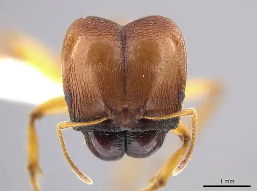 Pheidole tsontekonwei - CASENT0624331