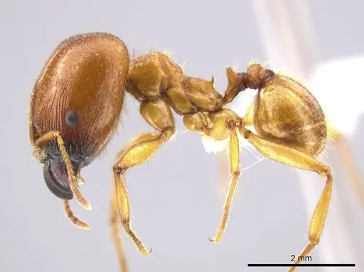 Pheidole tsontekonwei - CASENT0624331