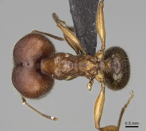Pheidole tsontekonwei - CASENT0636644
