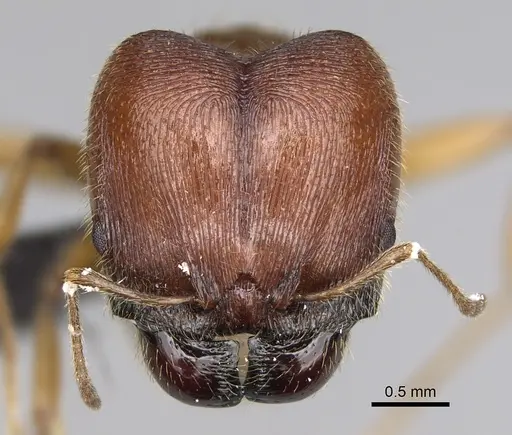 Pheidole tsontekonwei - CASENT0636644