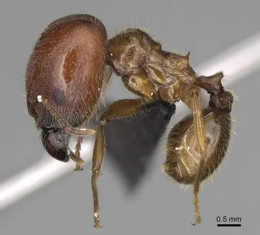 Pheidole tsontekonwei - CASENT0636644