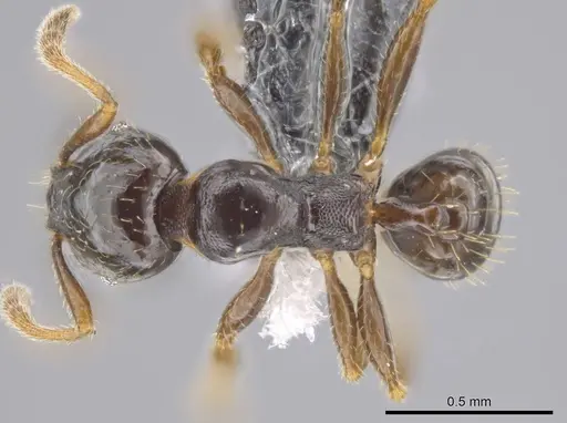 Pheidole tuculutan specimen