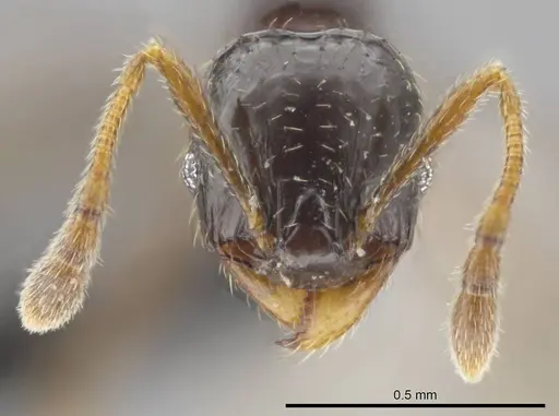 Pheidole tuculutan specimen