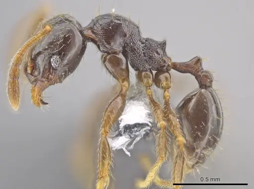 Pheidole tuculutan specimen