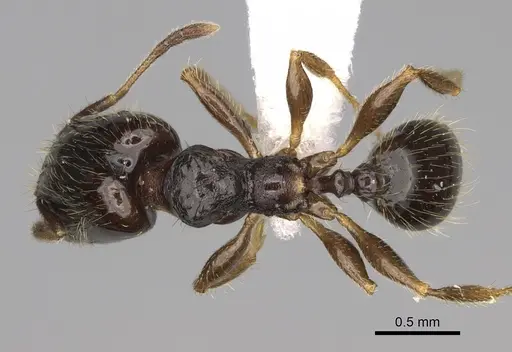 Pheidole tuculutan - CASENT0612793