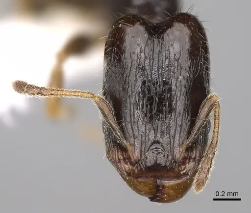 Pheidole tuculutan - CASENT0612793