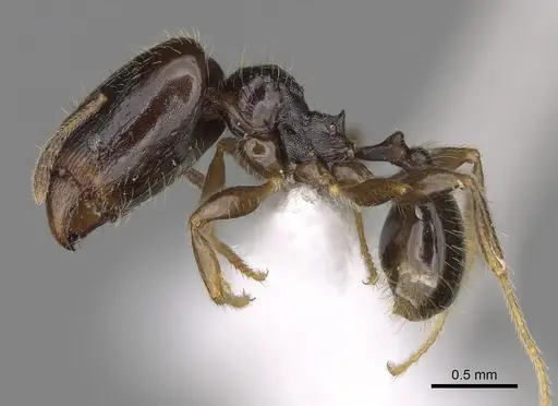 Pheidole tuculutan - CASENT0612793