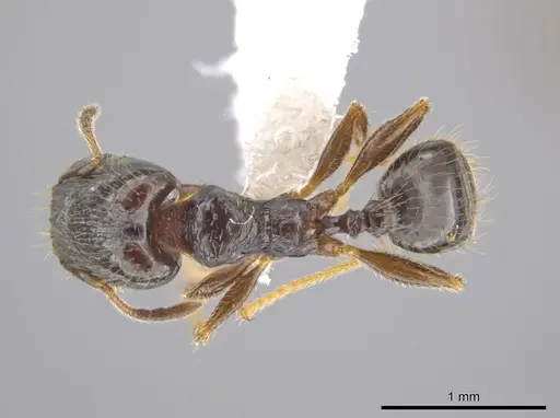 Pheidole tuculutan - CASENT0612794