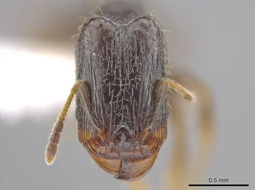 Pheidole tuculutan - CASENT0612794
