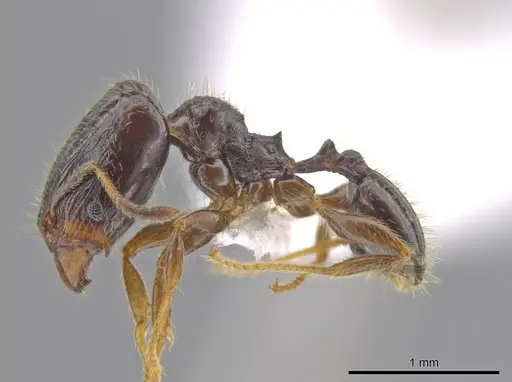 Pheidole tuculutan - CASENT0612794