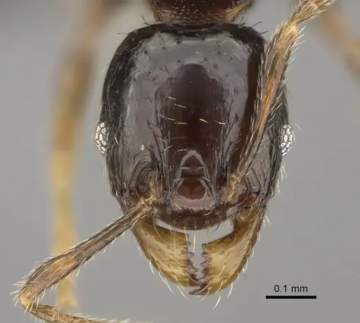 Pheidole tuculutan - CASENT0636654