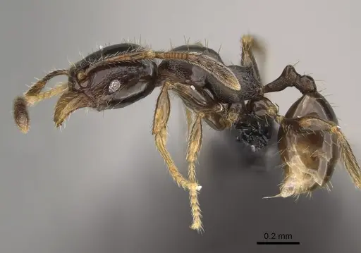 Pheidole tuculutan - CASENT0636654