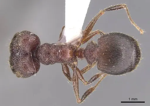 Pheidole tumida specimen
