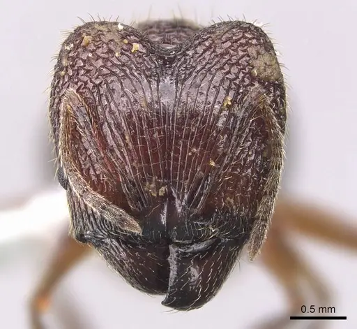 Pheidole tumida specimen