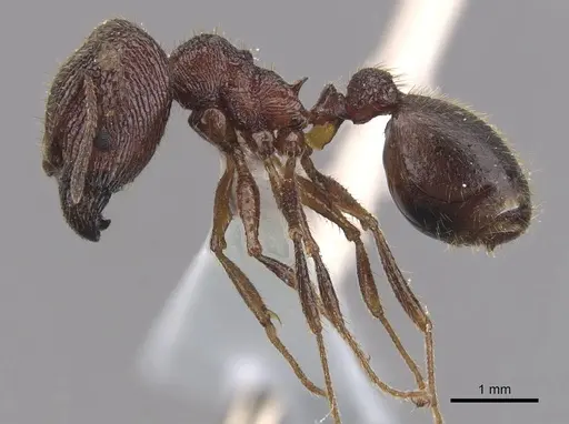Pheidole tumida specimen