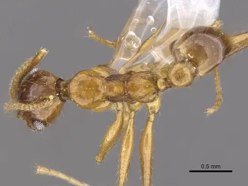 Pheidole tumida - CASENT0905874