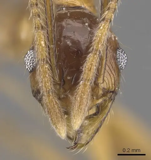 Pheidole tumida - CASENT0905874