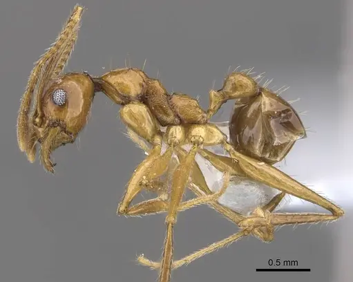 Pheidole tumida - CASENT0905874