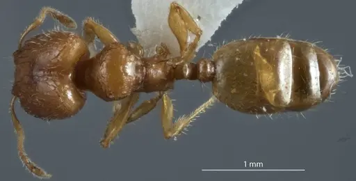 Pheidole turneri specimen