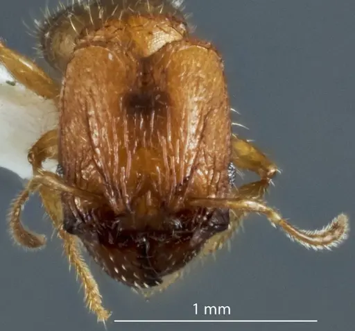 Pheidole turneri specimen
