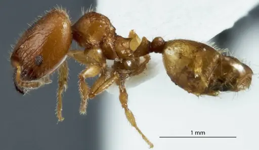 Pheidole turneri specimen