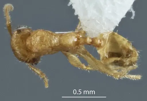 Pheidole turneri - ANTWEB1041216