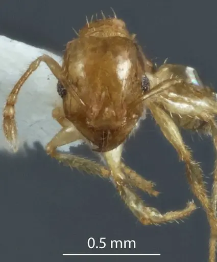 Pheidole turneri - ANTWEB1041216