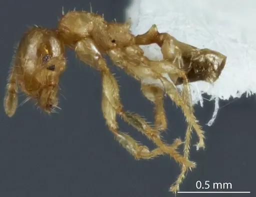 Pheidole turneri - ANTWEB1041216