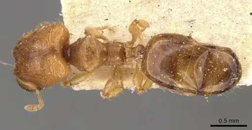 Pheidole turneri - CASENT0908060