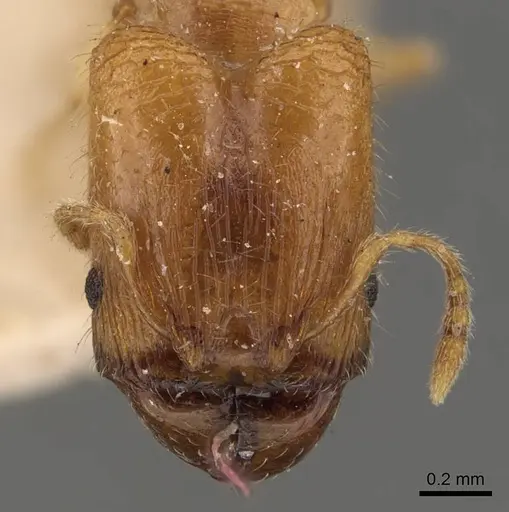 Pheidole turneri - CASENT0908060