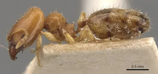 Pheidole turneri - CASENT0908060