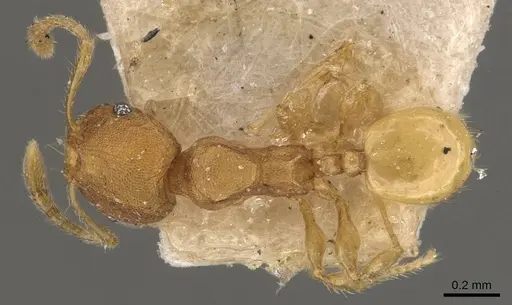 Pheidole turneri - CASENT0908061