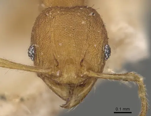 Pheidole turneri - CASENT0908061