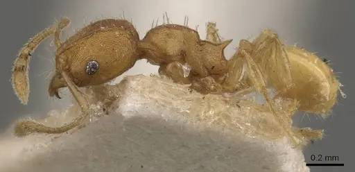 Pheidole turneri - CASENT0908061