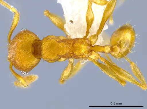 Pheidole tuxtlasana specimen