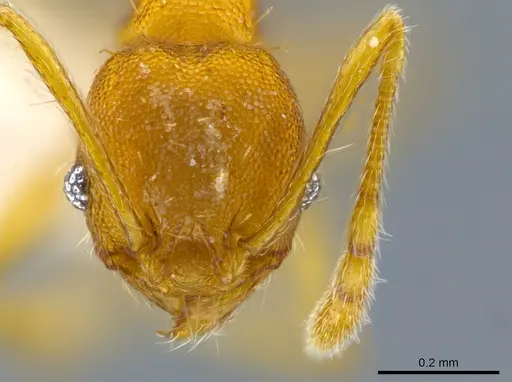 Pheidole tuxtlasana specimen