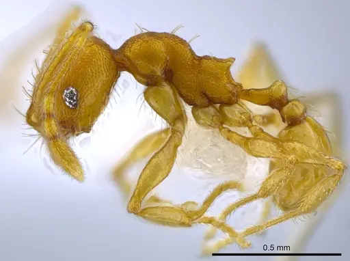 Pheidole tuxtlasana specimen