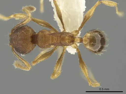 Pheidole tuxtlasana - CASENT0640546